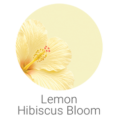 Lemon Hibiscus Bloom